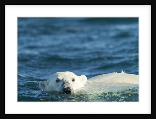 Polar Bear Swimming in Hudson Bay, Nunavut, Canada by Anonymous