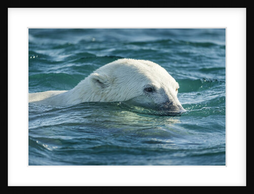 Polar Bear Swimming in Hudson Bay, Nunavut, Canada by Anonymous