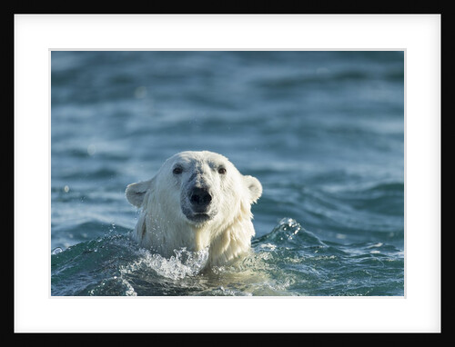 Polar Bear Swimming in Hudson Bay, Nunavut, Canada by Anonymous