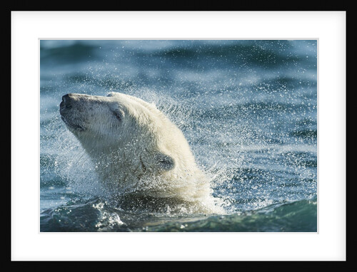 Polar Bear Swimming in Hudson Bay, Nunavut, Canada by Anonymous