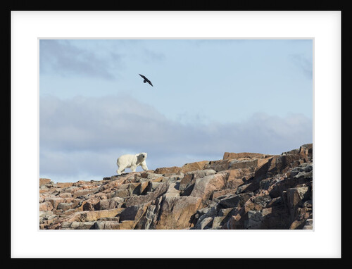 Polar Bear on Harbour Islands, Hudson Bay, Nunavut, Canada by Anonymous