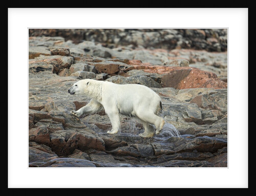 Polar Bear on Harbour Islands, Hudson Bay, Nunavut, Canada by Anonymous