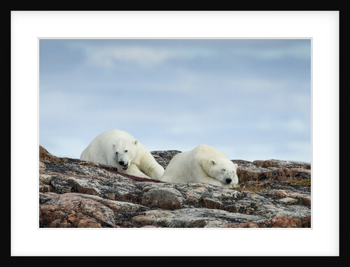 Polar Bears on Harbour Islands, Hudson Bay, Nunavut, Canada by Anonymous