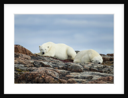 Polar Bears on Harbour Islands, Hudson Bay, Nunavut, Canada by Anonymous