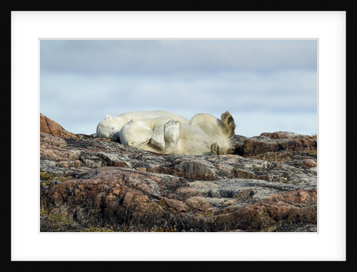 Polar Bears Sleeping on Harbour Islands, Hudson Bay, Nunavut, Canada by Anonymous