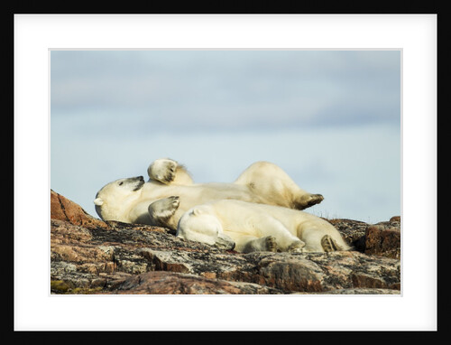 Polar Bears Sleeping on Harbour Islands, Hudson Bay, Nunavut, Canada by Anonymous