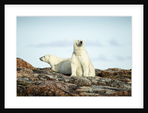 Polar Bears Resting on Harbour Islands, Hudson Bay, Nunavut, Canada by Anonymous