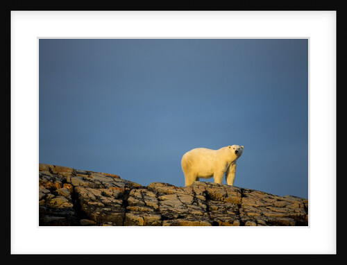 Polar Bear on Harbour Islands, Hudson Bay, Nunavut, Canada by Anonymous
