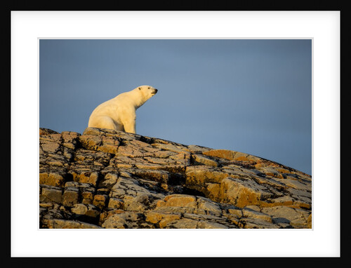 Polar Bear on Harbour Islands, Hudson Bay, Nunavut, Canada by Anonymous