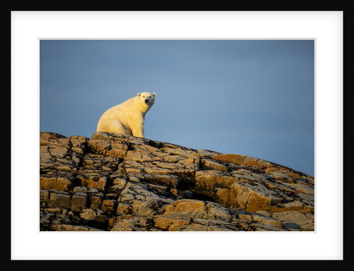 Polar Bear on Harbour Islands, Hudson Bay, Nunavut, Canada by Anonymous
