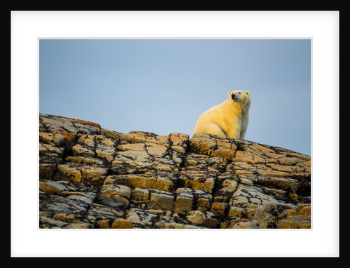 Polar Bear on Harbour Islands, Hudson Bay, Nunavut, Canada by Anonymous