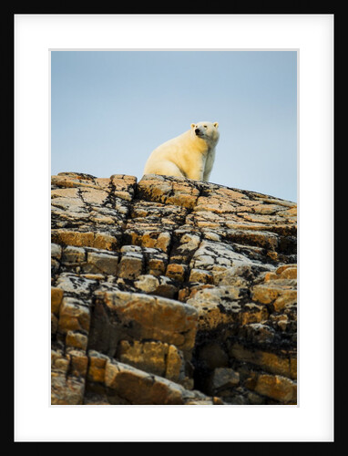 Polar Bear on Harbour Islands, Hudson Bay, Nunavut, Canada by Anonymous