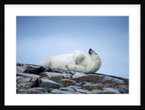 Polar Bear on Harbour Islands, Hudson Bay, Nunavut, Canada by Anonymous