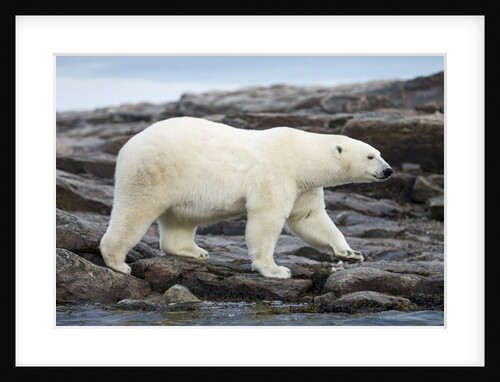 Polar Bear on Harbour Islands, Hudson Bay, Nunavut, Canada by Anonymous