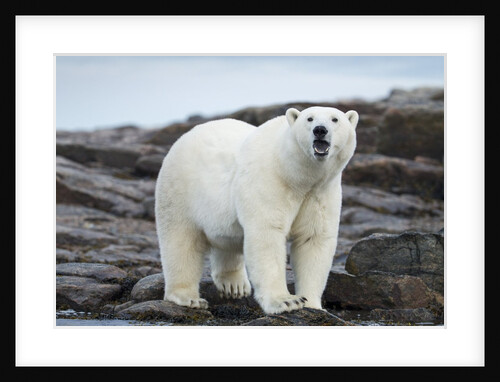 Polar Bear on Harbour Islands, Hudson Bay, Nunavut, Canada by Anonymous