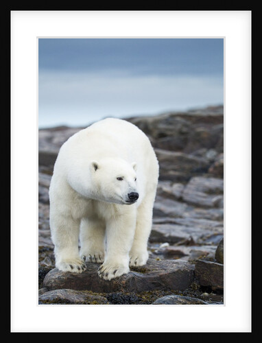 Polar Bear on Harbour Islands, Hudson Bay, Nunavut, Canada by Anonymous