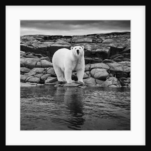 Polar Bear on Harbour Islands, Hudson Bay, Nunavut, Canada by Anonymous