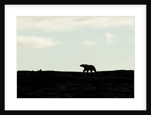 Polar Bear on Harbour Islands, Hudson Bay, Nunavut, Canada by Anonymous