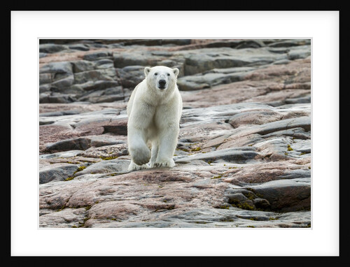 Polar Bear on Harbour Islands, Hudson Bay, Nunavut, Canada by Anonymous