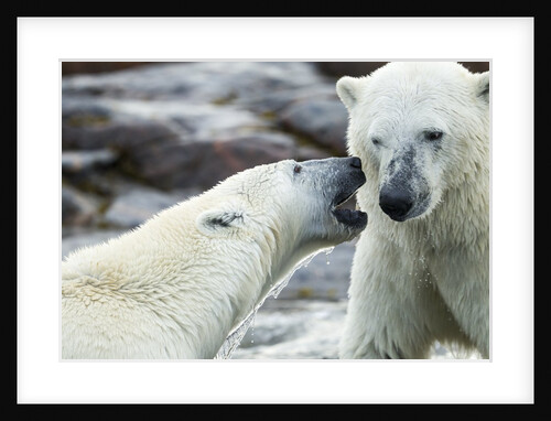 Polar Bears Sparring on Harbour Islands, Hudson Bay, Nunavut, Canada by Anonymous