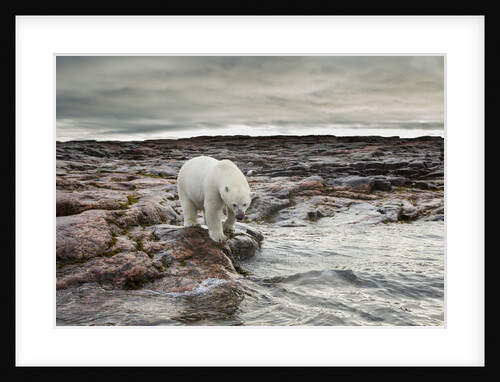 Polar Bear, Nunavut Territory, Canada by Anonymous