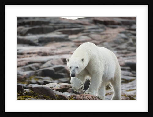 Polar Bear on Harbour Islands, Hudson Bay, Nunavut, Canada by Anonymous