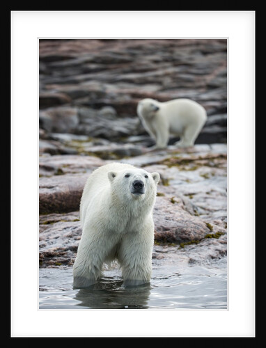 Polar Bears on Harbour Islands, Hudson Bay, Nunavut, Canada by Anonymous