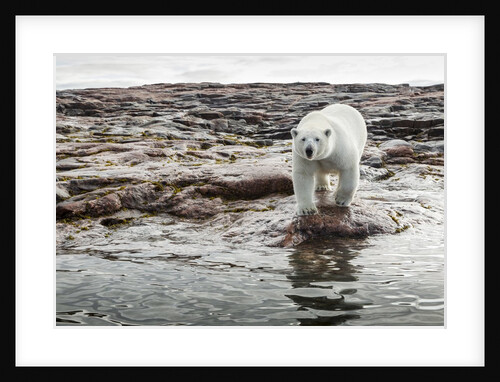Polar Bear on Harbour Islands, Hudson Bay, Nunavut, Canada by Anonymous