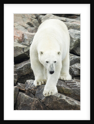 Polar Bear on Harbour Islands, Hudson Bay, Nunavut, Canada by Anonymous