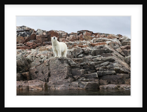 Polar Bear on Harbour Islands, Hudson Bay, Nunavut, Canada by Anonymous
