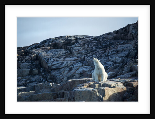 Polar Bear on Harbour Islands, Hudson Bay, Nunavut, Canada by Anonymous