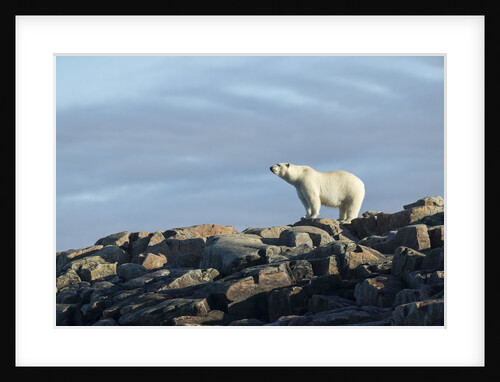 Polar Bear on Harbour Islands, Hudson Bay, Nunavut, Canada by Anonymous