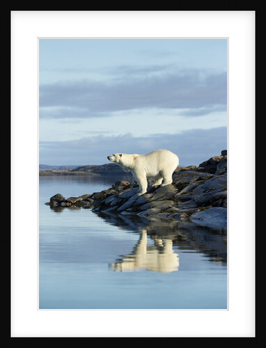 Polar Bear on Harbour Islands, Hudson Bay, Nunavut, Canada by Anonymous
