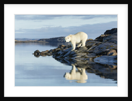 Polar Bear on Harbour Islands, Hudson Bay, Nunavut, Canada by Anonymous