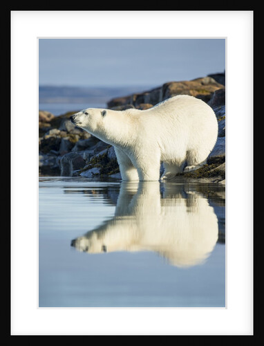 Polar Bear on Harbour Islands, Hudson Bay, Nunavut, Canada by Anonymous