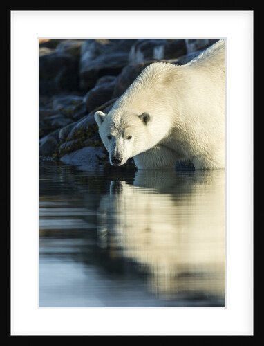 Polar Bear on Harbour Islands, Hudson Bay, Nunavut, Canada by Anonymous
