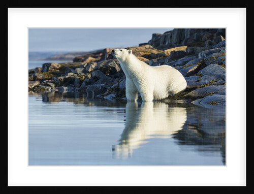 Polar Bear on Harbour Islands, Hudson Bay, Nunavut, Canada by Anonymous