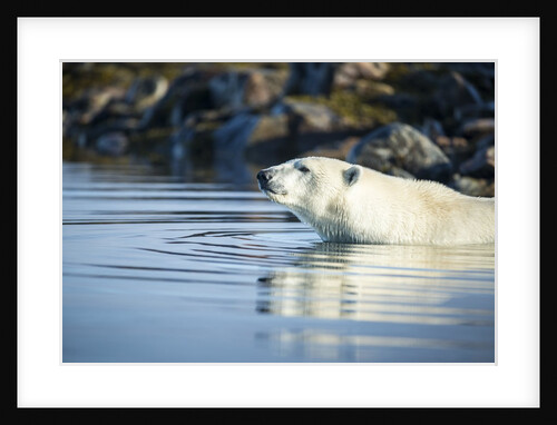 Polar Bear on Harbour Islands, Hudson Bay, Nunavut, Canada by Anonymous