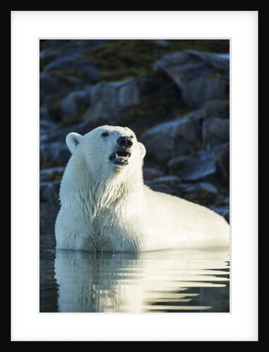 Polar Bear on Harbour Islands, Hudson Bay, Nunavut, Canada by Anonymous