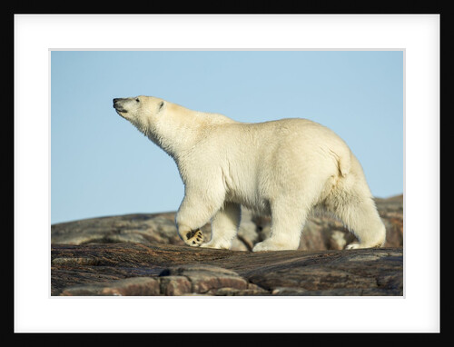 Polar Bear on Harbour Islands, Hudson Bay, Nunavut, Canada by Anonymous