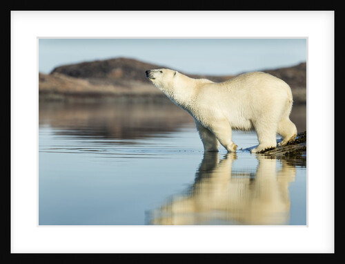Polar Bear on Harbour Islands, Hudson Bay, Nunavut, Canada by Anonymous