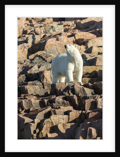 Polar Bear on Harbour Islands, Hudson Bay, Nunavut, Canada by Anonymous