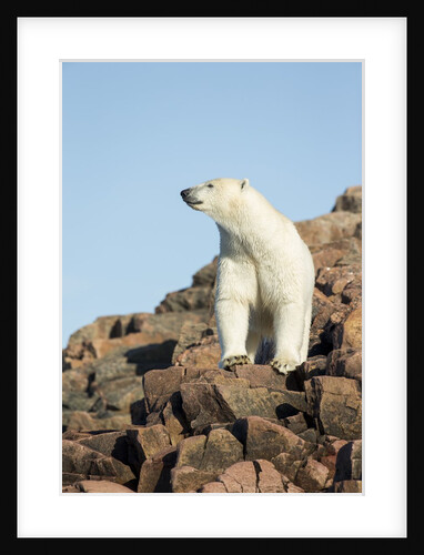 Polar Bear on Harbour Islands, Hudson Bay, Nunavut, Canada by Anonymous