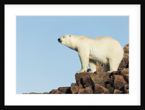 Polar Bear on Harbour Islands, Hudson Bay, Nunavut, Canada by Anonymous