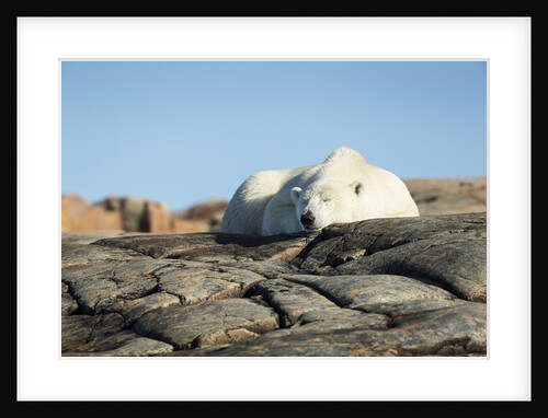 Polar Bear Sleeping on Harbour Islands, Hudson Bay, Nunavut, Canada by Anonymous
