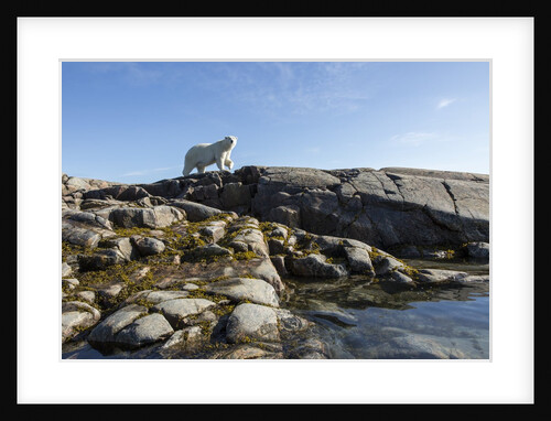 Polar Bear on Harbour Islands, Hudson Bay, Nunavut, Canada by Anonymous