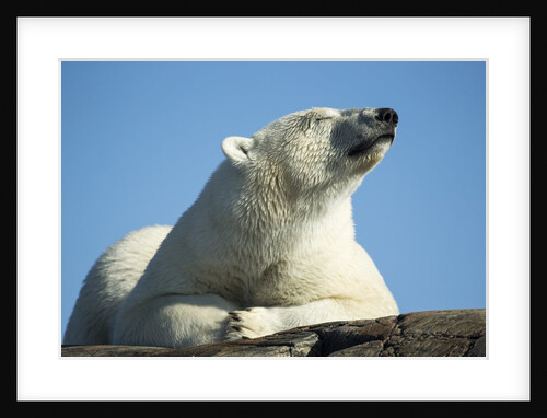 Polar Bear on Harbour Islands, Hudson Bay, Nunavut, Canada by Anonymous