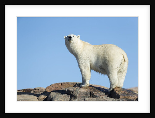 Polar Bear on Harbour Islands, Hudson Bay, Nunavut, Canada by Anonymous