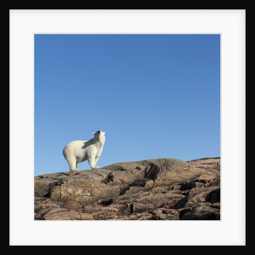 Polar Bear on Harbour Islands, Hudson Bay, Nunavut, Canada by Anonymous