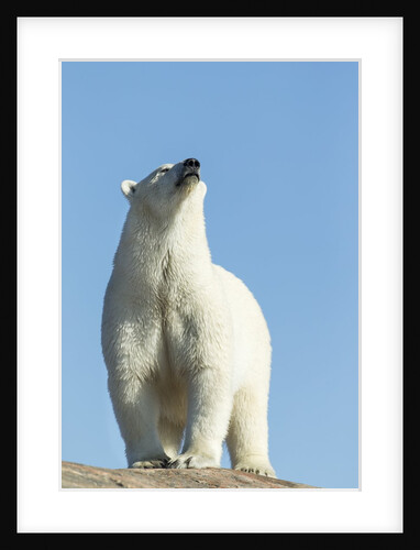 Polar Bear on Harbour Islands, Hudson Bay, Nunavut, Canada by Anonymous